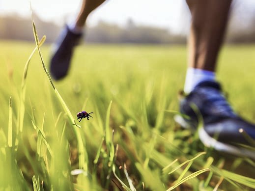 Die fünf besten Tipps gegen Zecken beim Laufen
